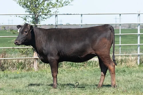 A Wagyu cow