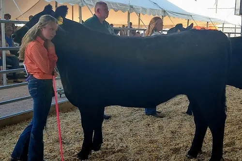 A Wagyu steer at a show